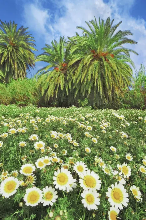 Framed Print : Palm grove with garland chrysanthemums - Greece, Crete, Lasithi, Palekastro, Vai Beach Framed Print : Palm grove with garland chrysanthemums - Greece, Crete, Lasithi, Palekastro, Vai Beach