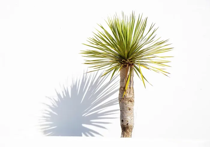 Framed Print : Palm and shadow against white wall, Teguise, Lanzarote, Canary Islands, Spain Framed Print : Palm and shadow against white wall, Teguise, Lanzarote, Canary Islands, Spain