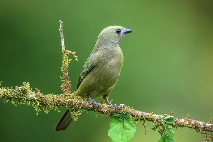 Framed Print : Palm Tanager (Thraupis palmarum) Framed Print : Palm Tanager (Thraupis palmarum)