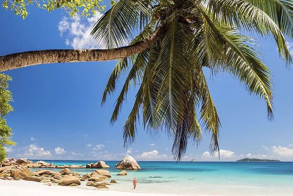 Palm Tree over Anse Lazio Beach, Praslin, Seychelles