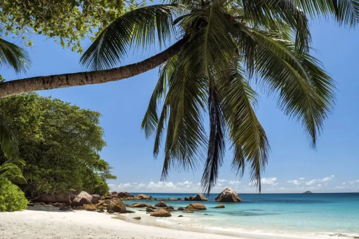 Framed Print : Palm Tree over Anse Lazio Beach, Praslin, Seychelles Framed Print : Palm Tree over Anse Lazio Beach, Praslin, Seychelles