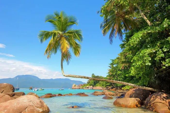 Framed Print : A palm tree on Aventureiro beach, Ilha Grande, Angra dos Reis, Rio de Janeiro, Brazil Framed Print : A palm tree on Aventureiro beach, Ilha Grande, Angra dos Reis, Rio de Janeiro, Brazil