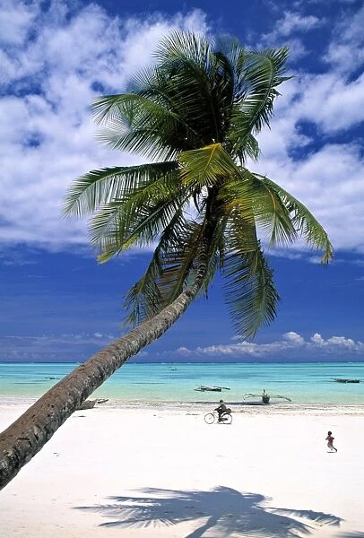 Palm tree and Beach, Zanzibar, Tanzania