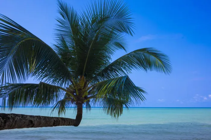 Framed Print : Palm tree on beach, Ko Kut, nr. Ko Chang, Thailand