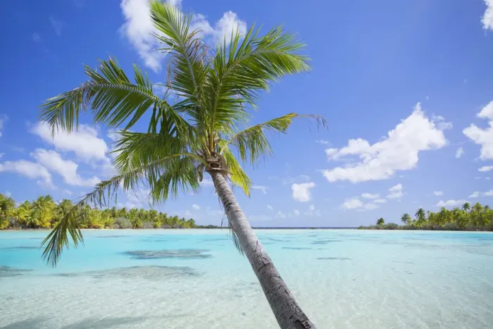 Framed Print : Palm tree at Green Lagoon, Fakarava, Tuamotu Islands, French Polynesia Framed Print : Palm tree at Green Lagoon, Fakarava, Tuamotu Islands, French Polynesia