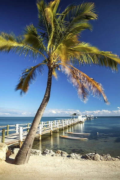 Palm Tree & Jetty, Islamorada, Florida Keys, USA