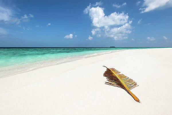 A palm tree leaf brought over by waves to a deserted sandbank in the Indian Ocean, Baa Atoll, Maldives