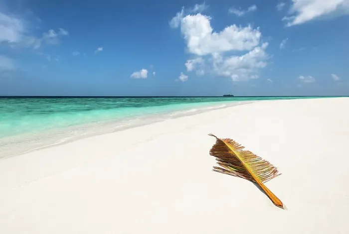 Framed Print : A palm tree leaf brought over by waves to a deserted sandbank in the Indian Ocean, Baa Atoll, Maldives Framed Print : A palm tree leaf brought over by waves to a deserted sandbank in the Indian Ocean, Baa Atoll, Maldives