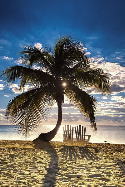 Palm Tree & Love Seat, Islamorada, Florida Keys, USA