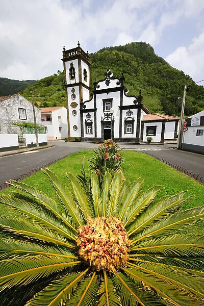 Palm tree and motherchurch at Faial da Terra. Sao Miguel, Azores islands, Portugal