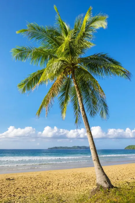 Framed Print : Palm tree on Nacpan Beach, El Nido, Palawan, Philippines Framed Print : Palm tree on Nacpan Beach, El Nido, Palawan, Philippines