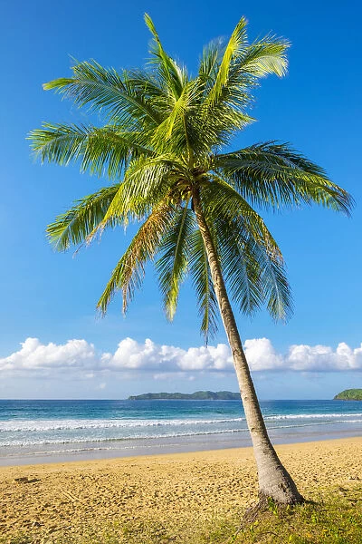 Palm tree on Nacpan Beach, El Nido, Palawan, Philippines