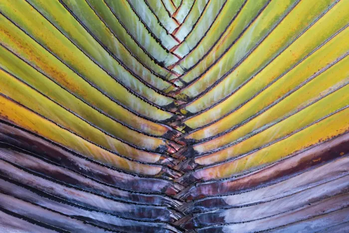 Framed Print : Detail of a palm tree at Phuket Island, Thailand, Asia