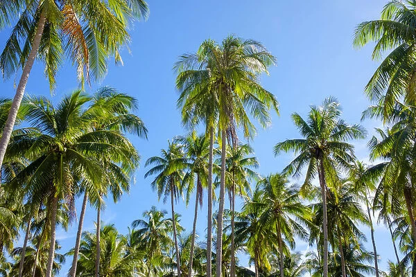Palm tree plantation at Nacpan Beach, El Nido, Palawan, Philippines