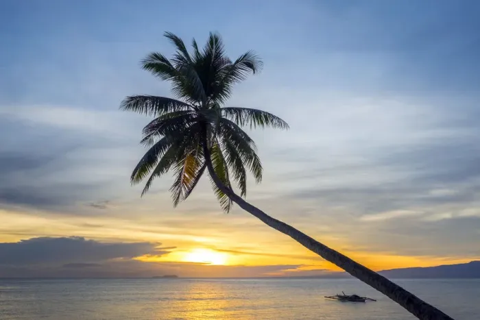 Framed Print : Palm tree silhouetted against the sunset, Paliton Beach, San Juan, Siquijor Island Framed Print : Palm tree silhouetted against the sunset, Paliton Beach, San Juan, Siquijor Island