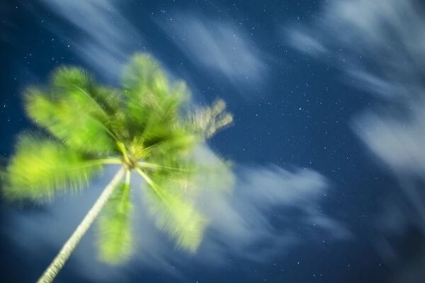 Palm tree and starry sky, Koh Samui, Thailand