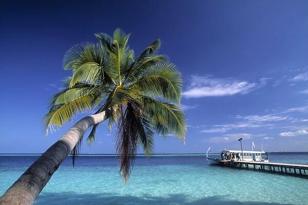 Palm tree and Tropical beach