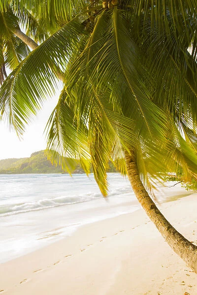 Palm tree and Tropical beach, southern Mahe, Seychelles