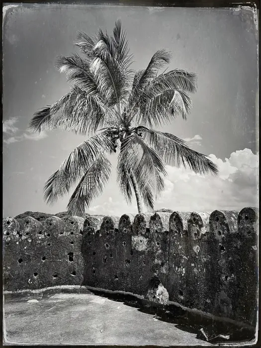 Framed Print : Palm tree and wall, the Old Fort, Stonetown, Zanzibar, Tanzania Framed Print : Palm tree and wall, the Old Fort, Stonetown, Zanzibar, Tanzania