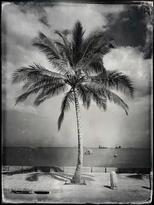 Framed Print : Palm tree on the waterfront, Stonetown, Zanzibar, Tanzania Framed Print : Palm tree on the waterfront, Stonetown, Zanzibar, Tanzania