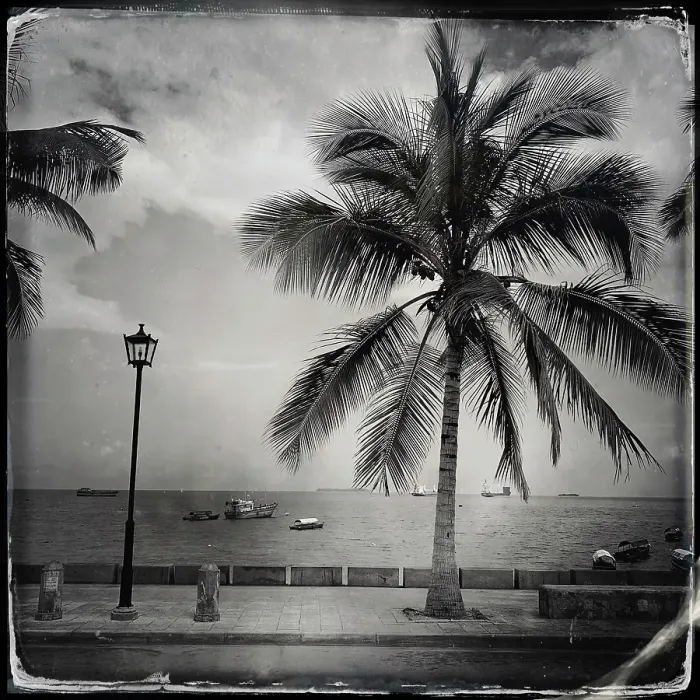 Framed Print : Palm tree on the waterfront, Stonetown, Zanzibar, Tanzania Framed Print : Palm tree on the waterfront, Stonetown, Zanzibar, Tanzania