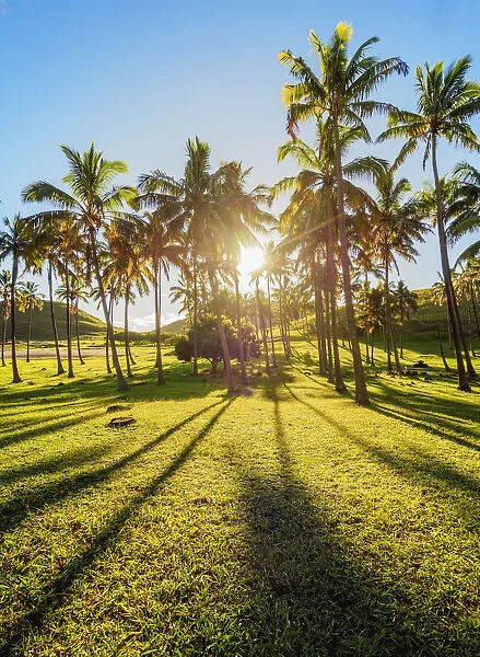 Palm Trees by the Anakena Beach, Easter Island, Chile