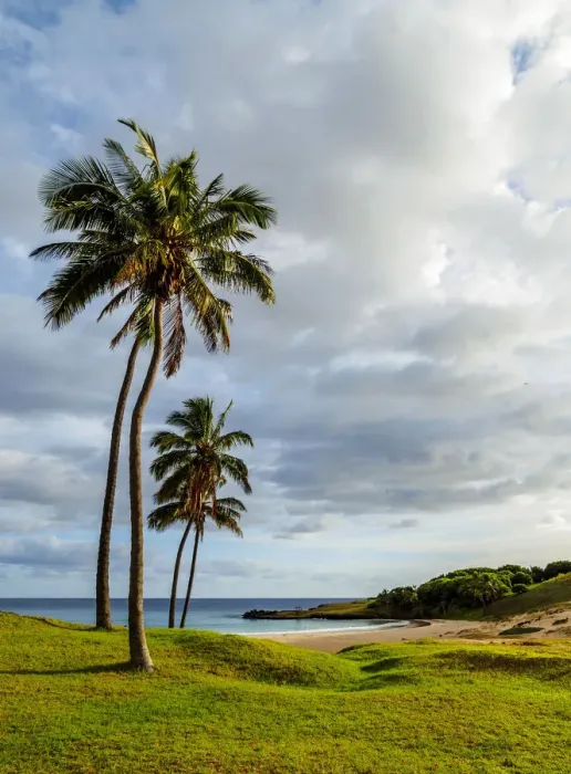 Framed Print : Palm Trees by the Anakena Beach, Easter Island, Chile Framed Print : Palm Trees by the Anakena Beach, Easter Island, Chile
