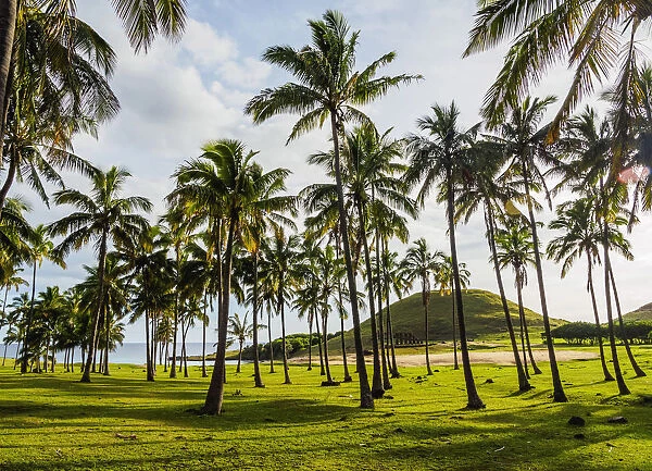 Palm Trees by the Anakena Beach, Easter Island, Chile