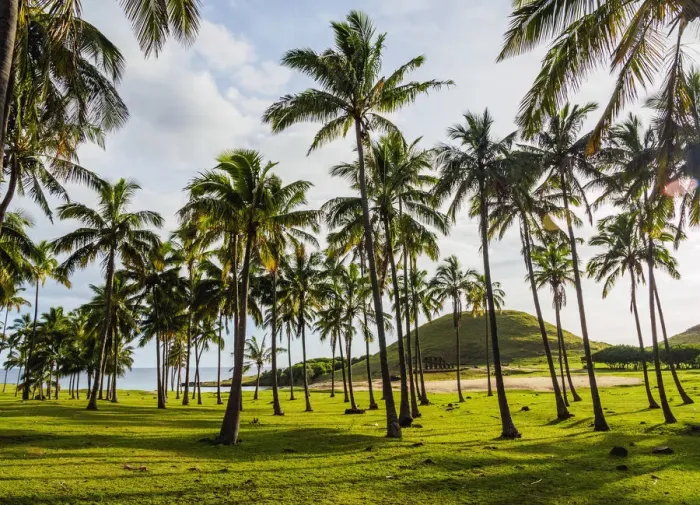 Framed Print : Palm Trees by the Anakena Beach, Easter Island, Chile Framed Print : Palm Trees by the Anakena Beach, Easter Island, Chile