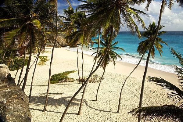 Palm Trees, Bottom Bay, Barbados, West Indies