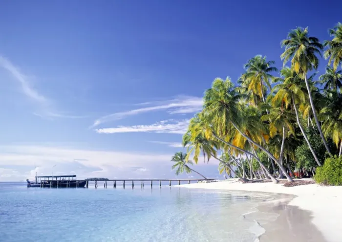 Framed Print : Palm trees and beach Framed Print : Palm trees and beach