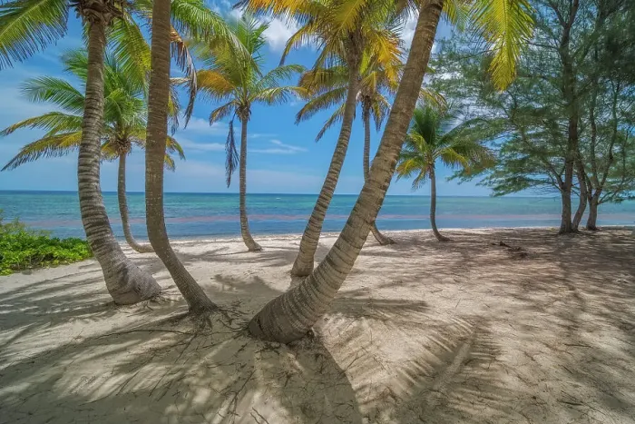 Framed Print : Palm Trees and beach on Grand Cayman, Cayman Islands, British West Indies Framed Print : Palm Trees and beach on Grand Cayman, Cayman Islands, British West Indies