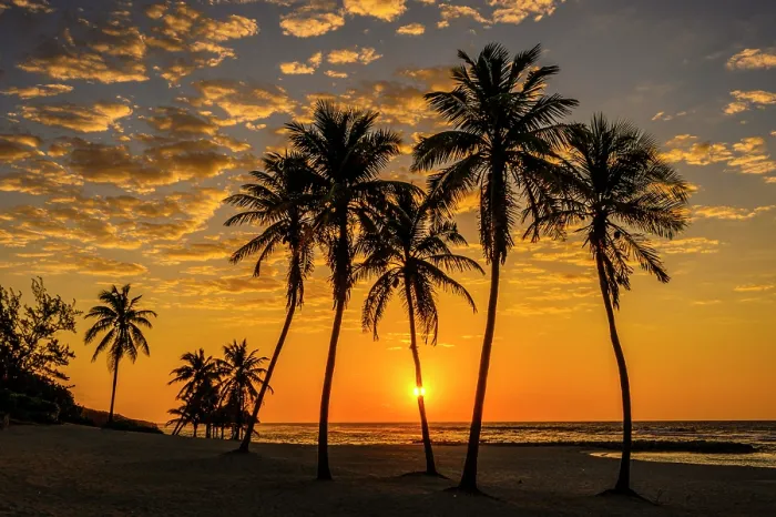 Framed Print : Palm trees on the beach at sunrise, Beach Bay Road Beach, Grand Cayman- Bodden Town, Cayman Islands