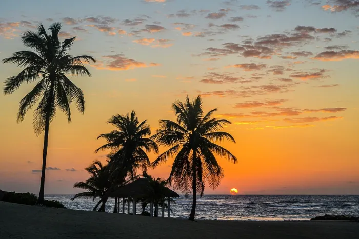 Framed Print : Palm trees on the beach at sunrise, Beach Bay Road Beach, Grand Cayman- Bodden Town, Cayman Islands Framed Print : Palm trees on the beach at sunrise, Beach Bay Road Beach, Grand Cayman- Bodden Town, Cayman Islands
