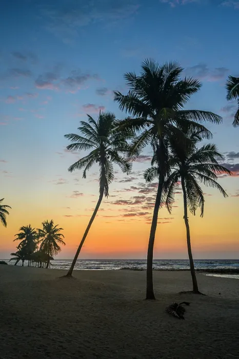 Framed Print : Palm trees on the beach at sunrise, Beach Bay Road Beach, Grand Cayman- Bodden Town, Cayman Islands