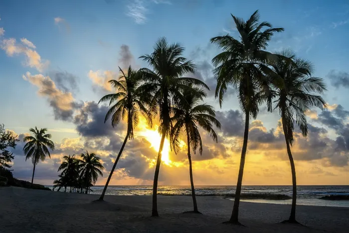 Framed Print : Palm trees on the beach at sunrise, Beach Bay Road Beach, Grand Cayman- Bodden Town, Cayman Islands