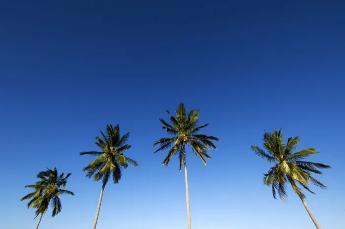 Framed Print : Four palm trees in blue sky, Mafia island, Tanzania