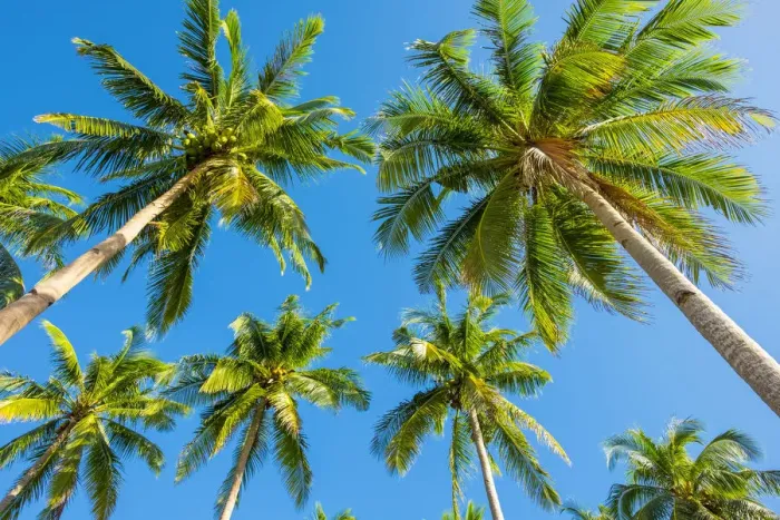 Framed Print : Palm trees and blue sky, Nacpan Beach, El Nido, Palawan, Philippines Framed Print : Palm trees and blue sky, Nacpan Beach, El Nido, Palawan, Philippines