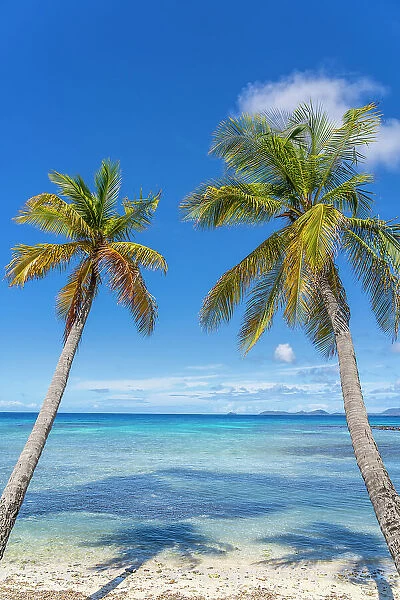 Palm trees, Britania Bay, Mustique, Grenadines, Saint Vincent and the Grenadines Islands, Caribbean
