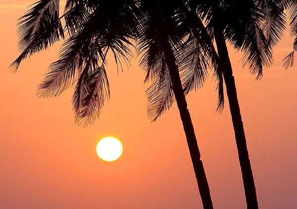 Palm Trees, Goa, India, Asia