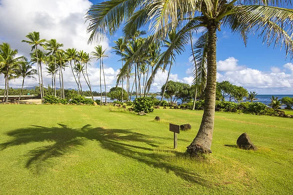 Palm trees on Kauai island, Hawaii, USA