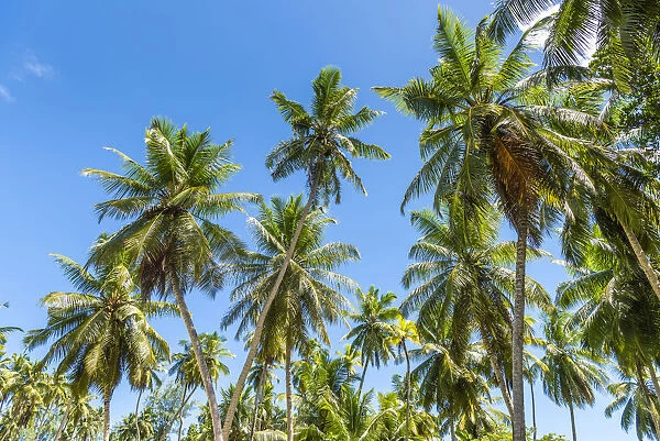 Palm trees, L Union Estate park, La Digue, Seychelles, Africa