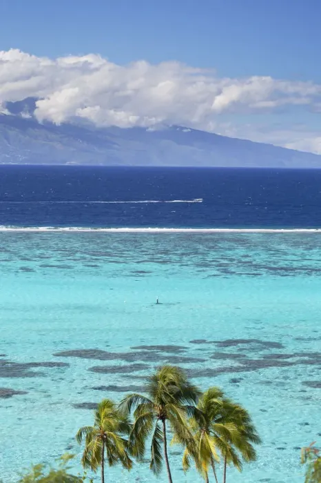 Framed Print : Palm trees and lagoon with Tahiti in the background, Moorea, Society Islands, French Framed Print : Palm trees and lagoon with Tahiti in the background, Moorea, Society Islands, French