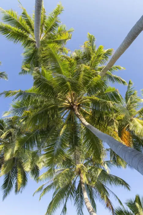 Framed Print : Palm trees, Maafushi Island, Kaafu Atoll, Maldives