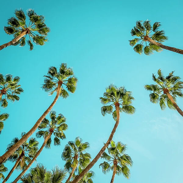 Palm trees, Malaga City, Andalusia, Spain