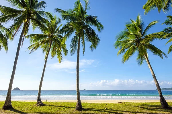 Palm trees on Nacpan Beach, El Nido, Palawan, Philippines