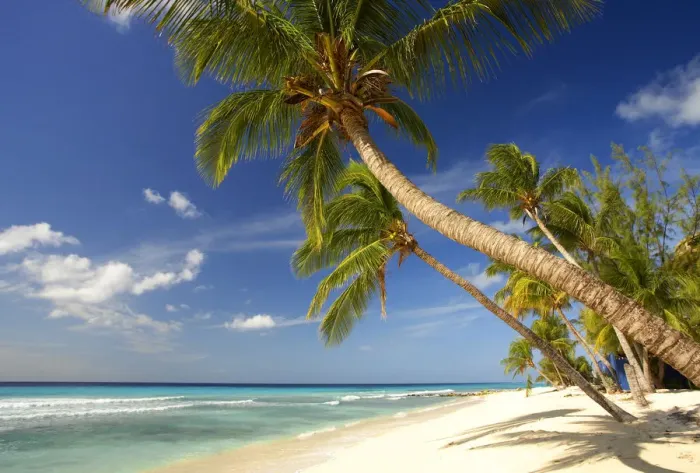 Framed Print : Palm Trees, Oistins Bay, Barbados, West Indies Framed Print : Palm Trees, Oistins Bay, Barbados, West Indies