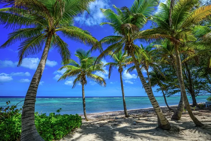Framed Print : Palm trees overlooking the Caribbean, Rum Point, Grand Cayman- North Side, Cayman Islands Framed Print : Palm trees overlooking the Caribbean, Rum Point, Grand Cayman- North Side, Cayman Islands