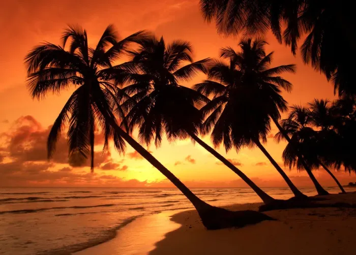 Framed Print : Palm Trees at Sunset, Barbados, West Indies