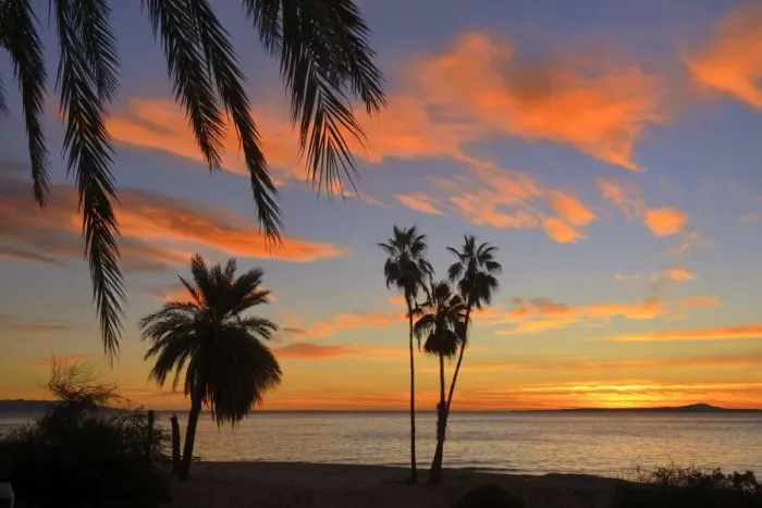 Framed Print : Palm trees at sunset in La ventana, Baja California Sur, Mexico